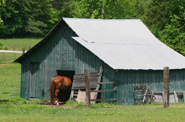 Horse Sense<br />
Henry County<br />
Tennessee