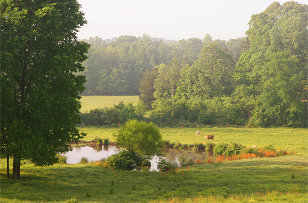 Pastoral<br />
Hardeman County<br/ >
Tennessee