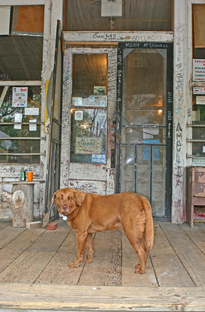 Top Dog<br />
Lafayette County<br />
Mississippi