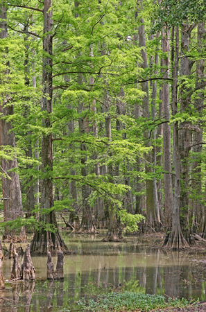 Swamp Creatures<br />
Sunflower County<br />
Mississippi