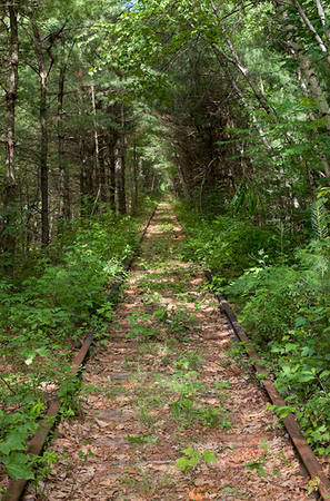Tracks In The Woods<br />
Carroll County<br />
New Hampshire