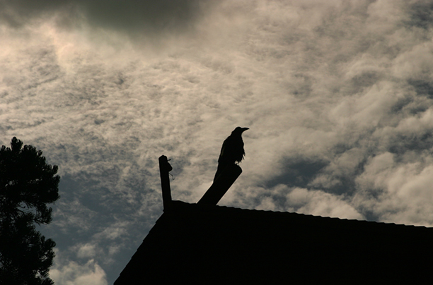 Nevermore<br />Coconino County<br />
Arizona