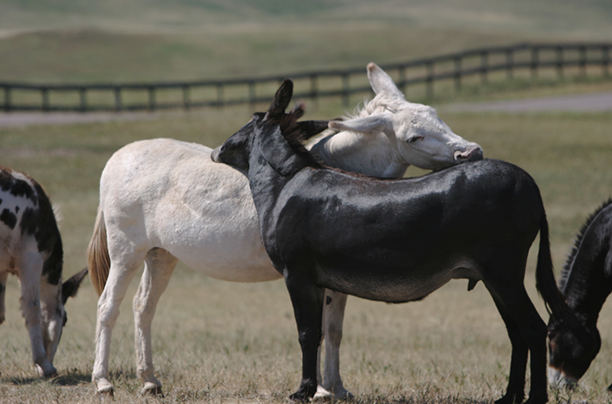 You Scratch Mine ...<br/ >
Lawrence County<br />
South Dakota