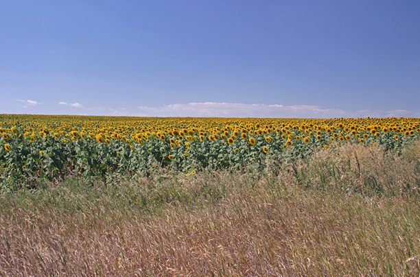 Sunflower Horizon<br />
Pennington County<br />
South Dakota