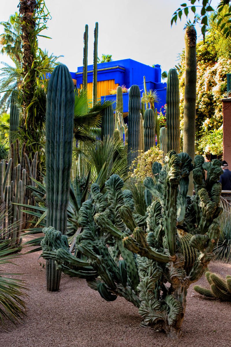 Majorelle Garden<br />Marrakech<br />0493