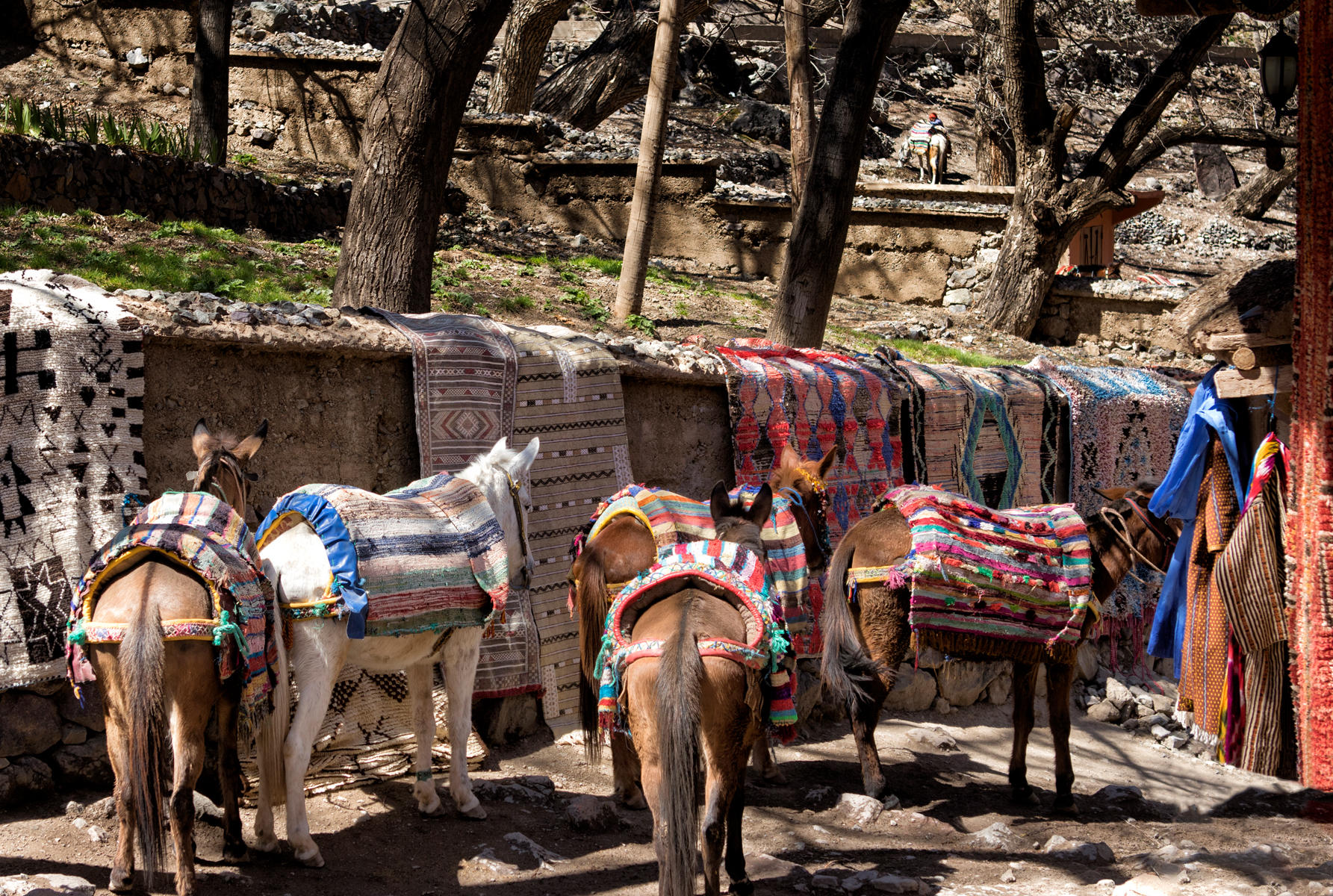 Imlil, High Atlas Mountains<br />0806