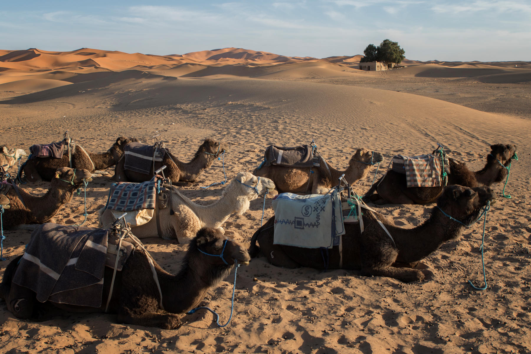 Erg Chebbi<br />1931