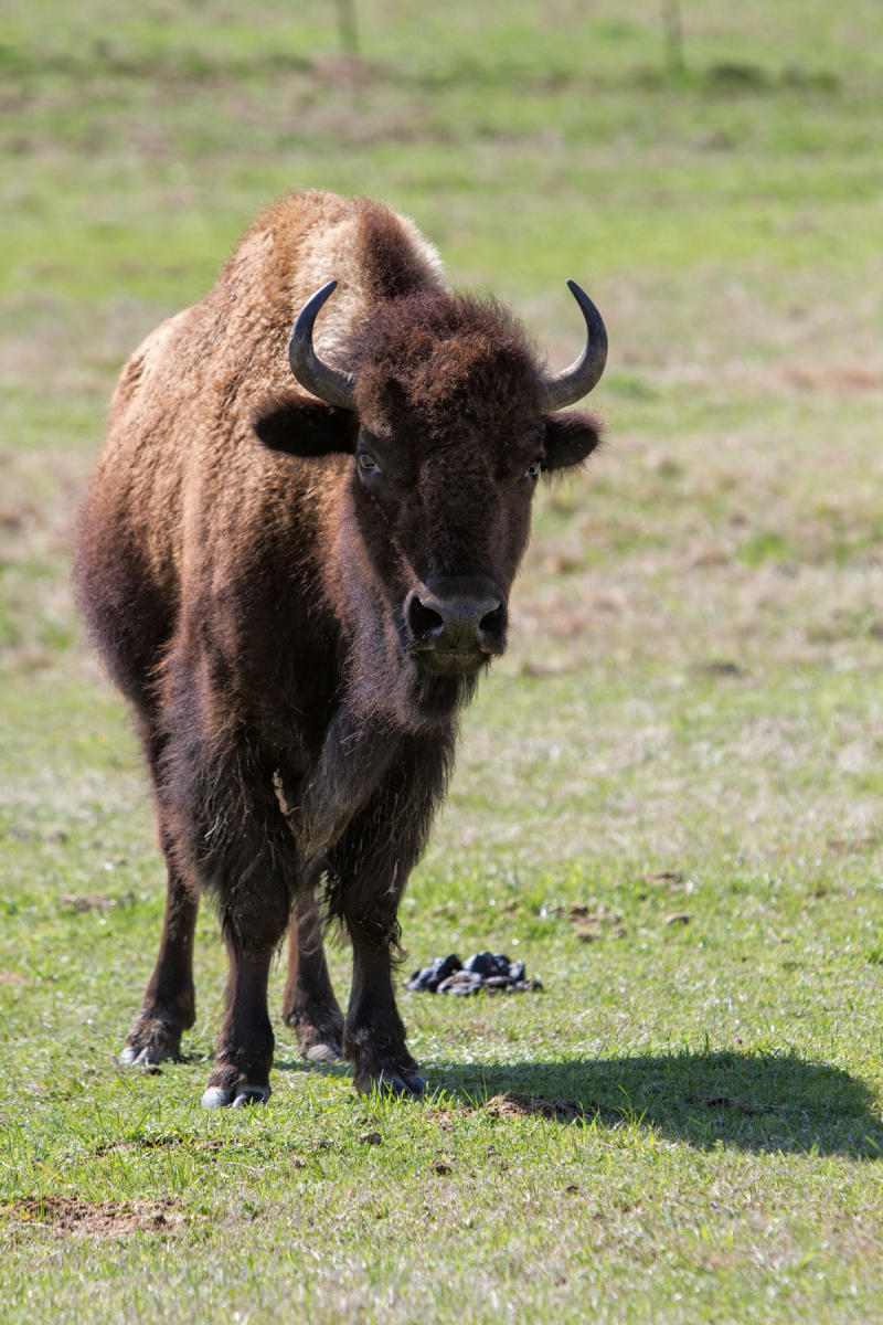 Bison<br />South Carolina<br />2011