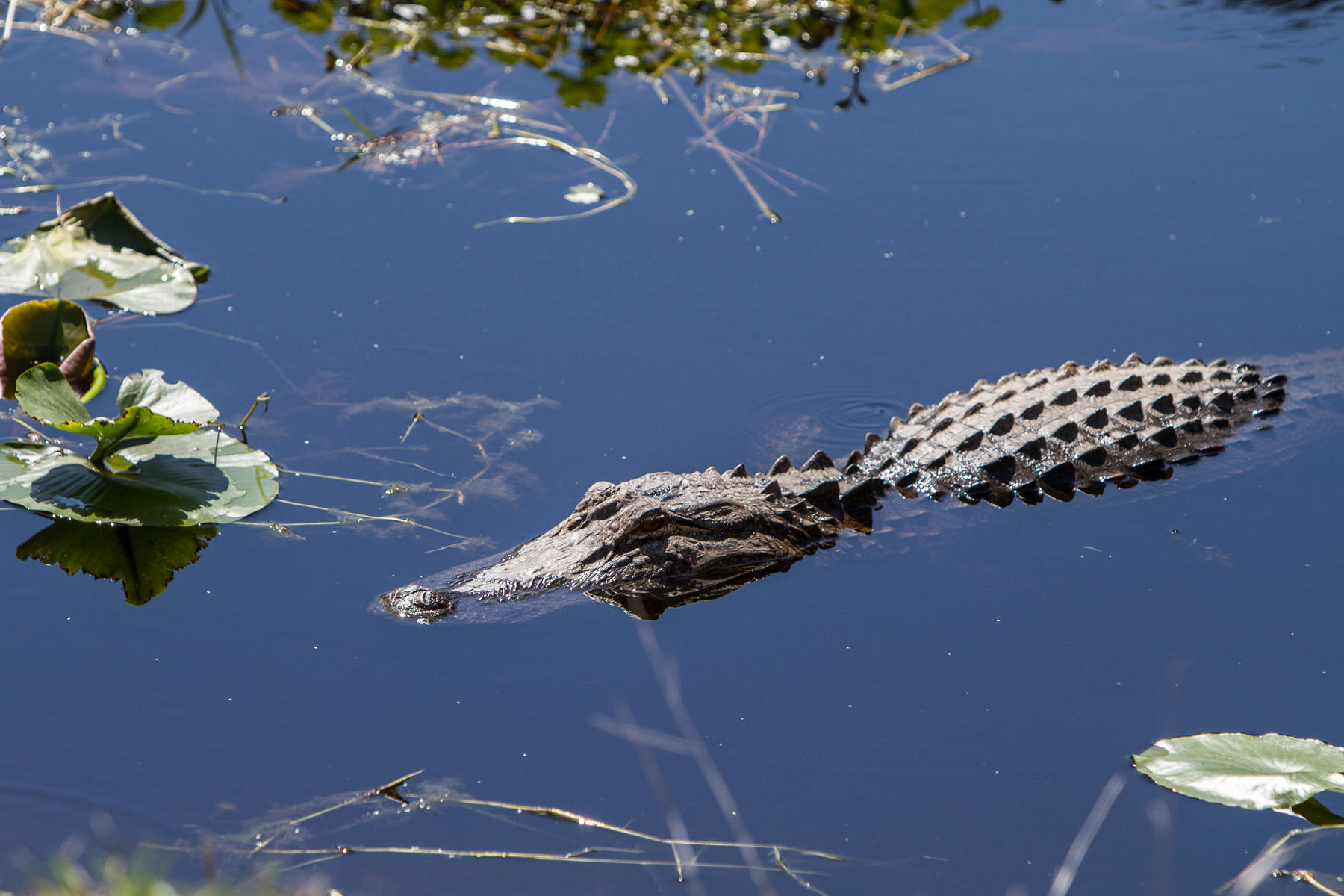 Alligator<br />Okefenokee Swamp<br />Georgia<br />2011