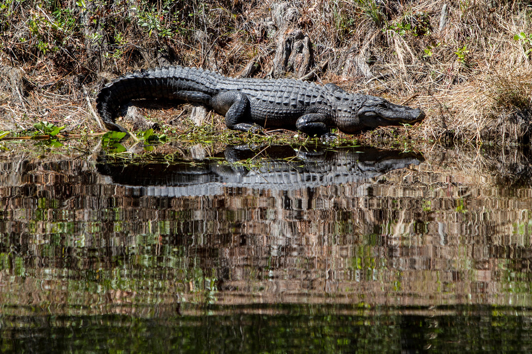 Okefenokee Swamp<br />Georgia<br />2011