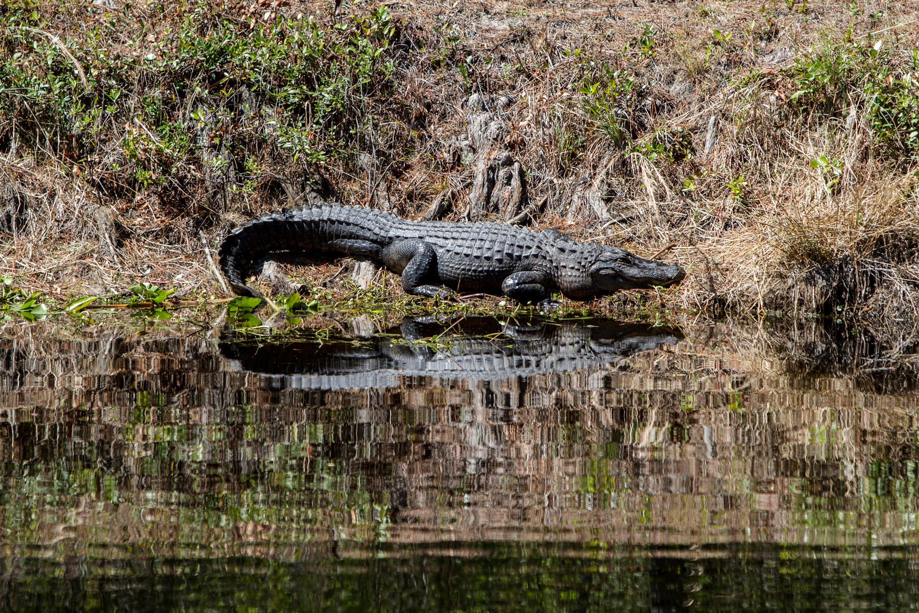 Alligator<br />Okefenokee Swamp<br />Georgia<br />2011