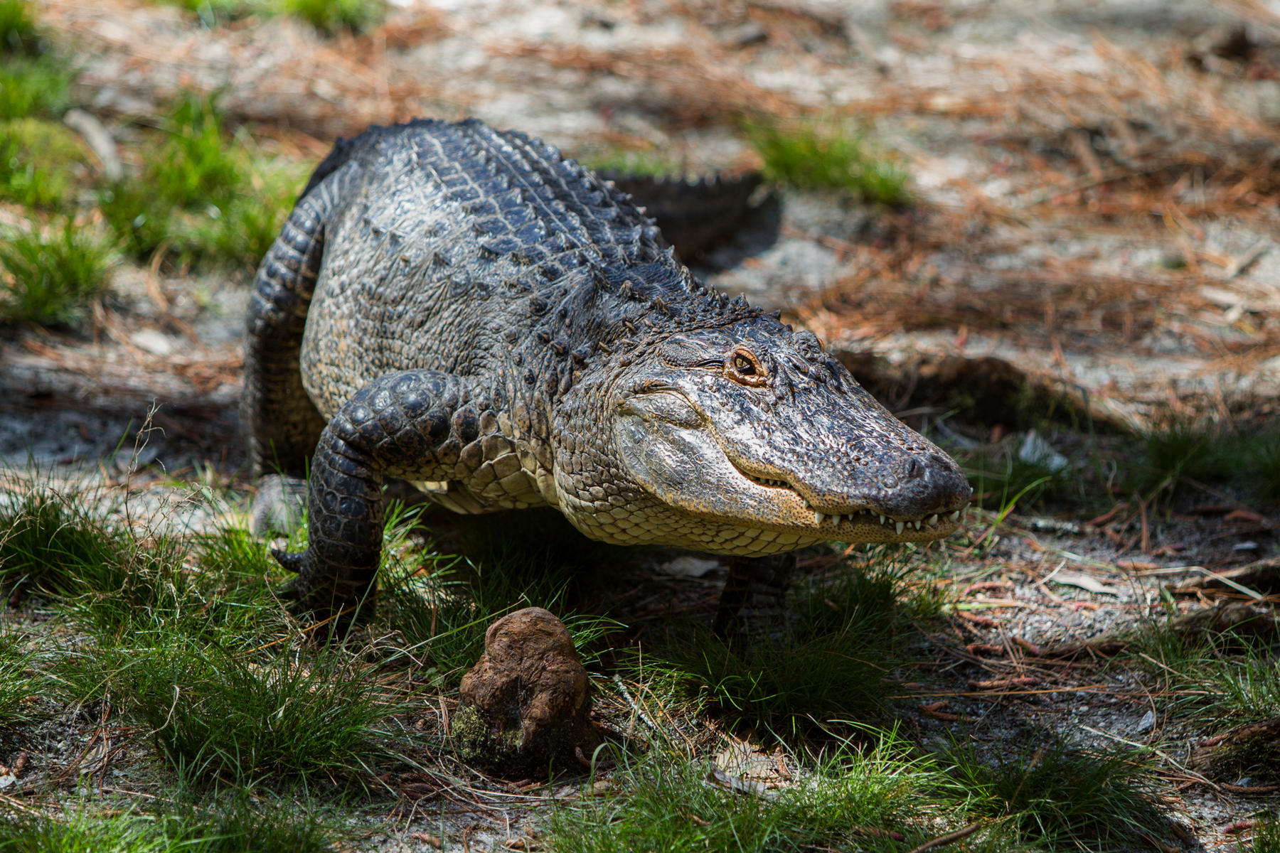 Alligator<br />Okefenokee Swamp<br />Georgia<br />2011
