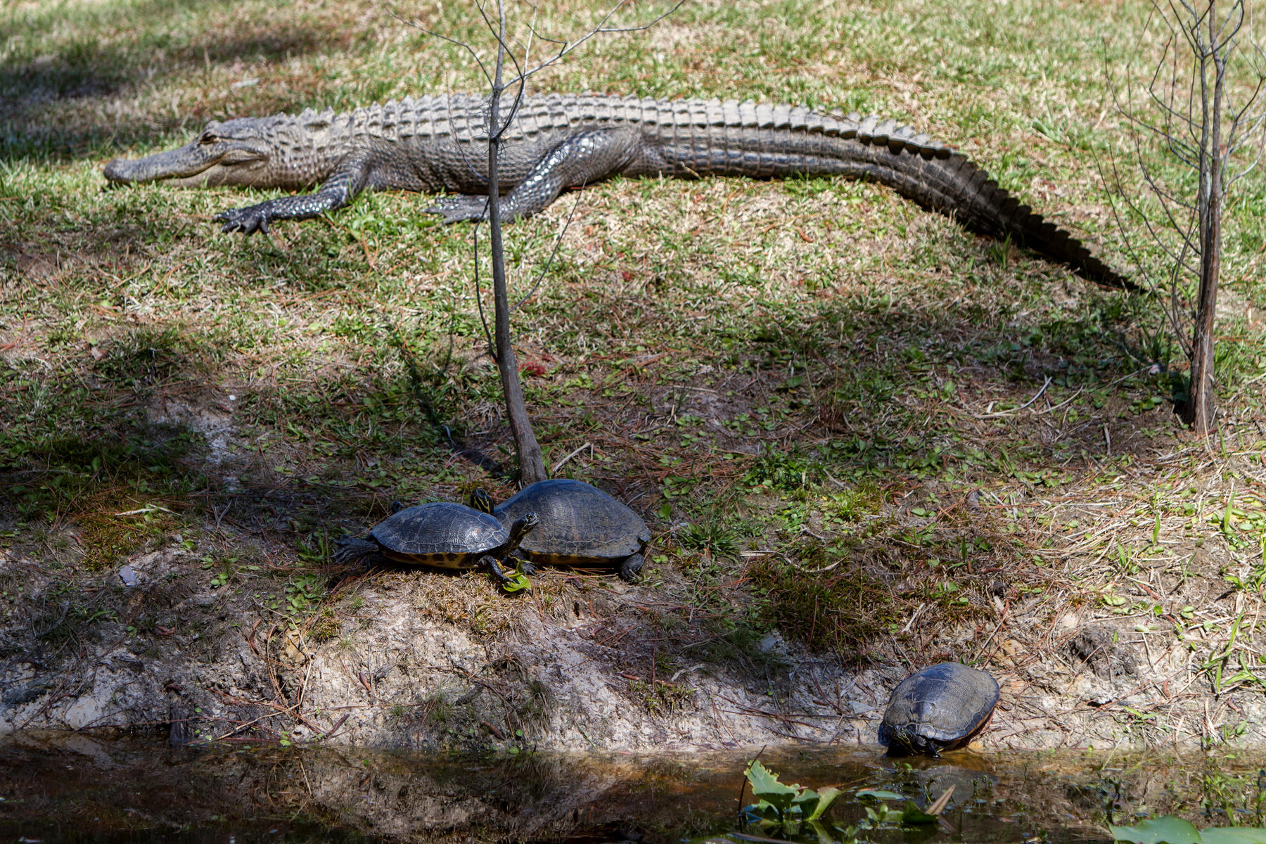 Alligator and Florida Redbelly Turtles<br />Okefenokee Swamp<br />Georgia<br />2011