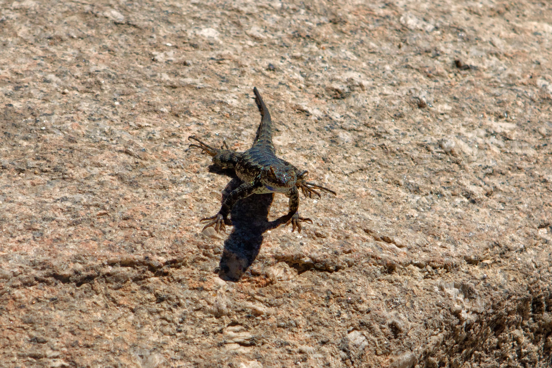 Western Fence Lizard Sceloporus occidentalis 1832<br />Yosemite