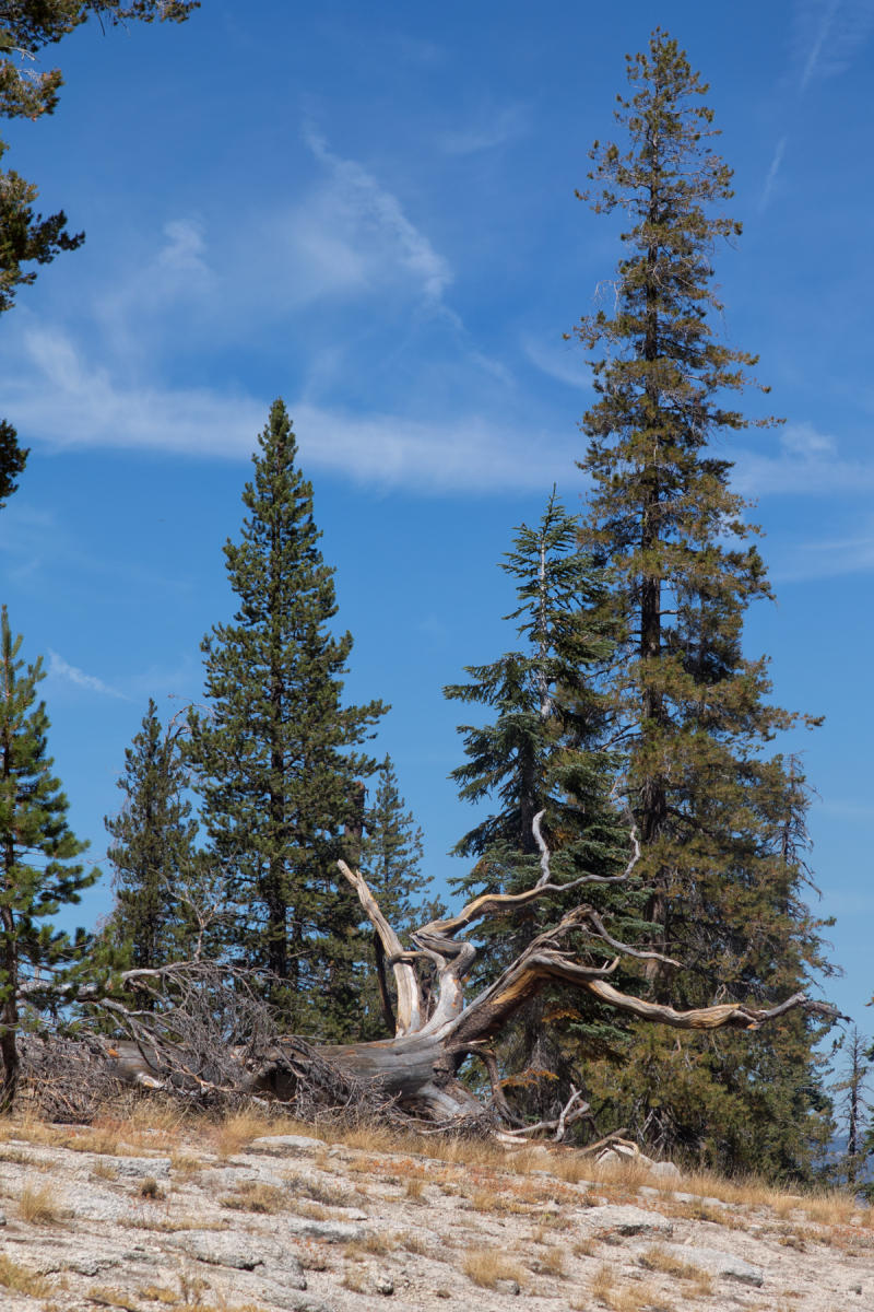 Taft Point 1910<br />Yosemite