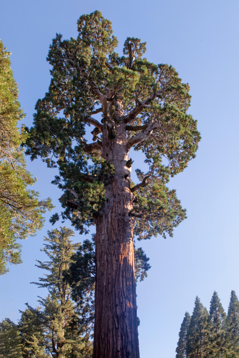 General Grant Tree 2105<br />Kings Canyon NP
