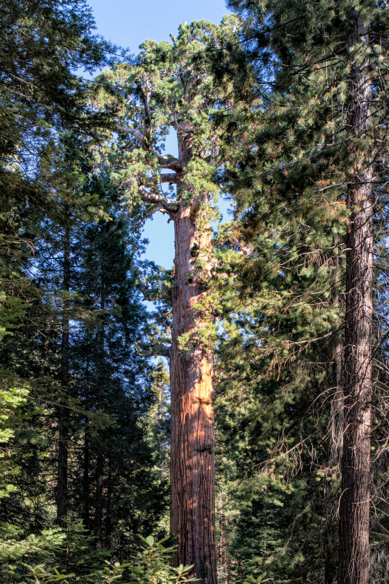 General Grant Tree 2109<br />Kings Canyon NP