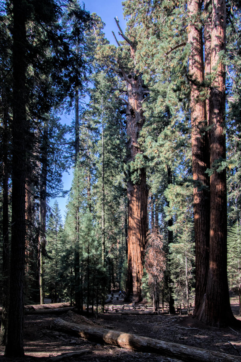 General Sherman Tree 2239<br />Sequoia NP