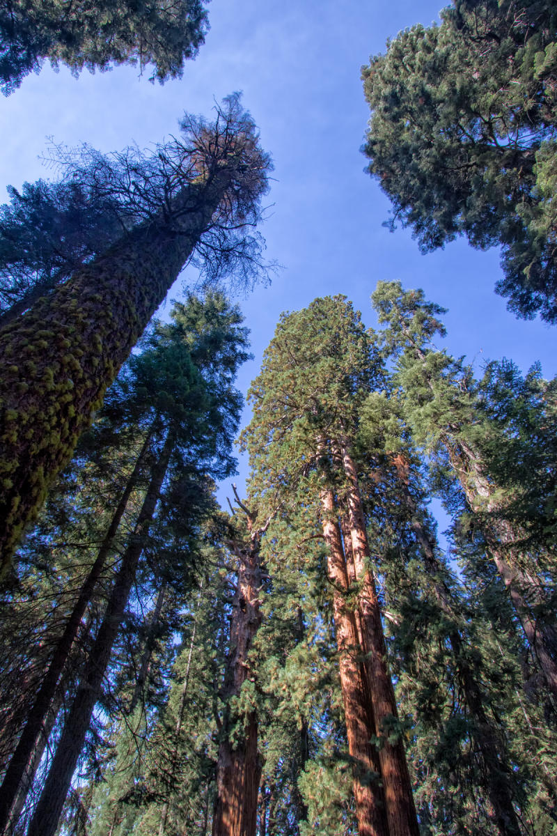 Giant Forest Grove 2243<br />Sequoia NP
