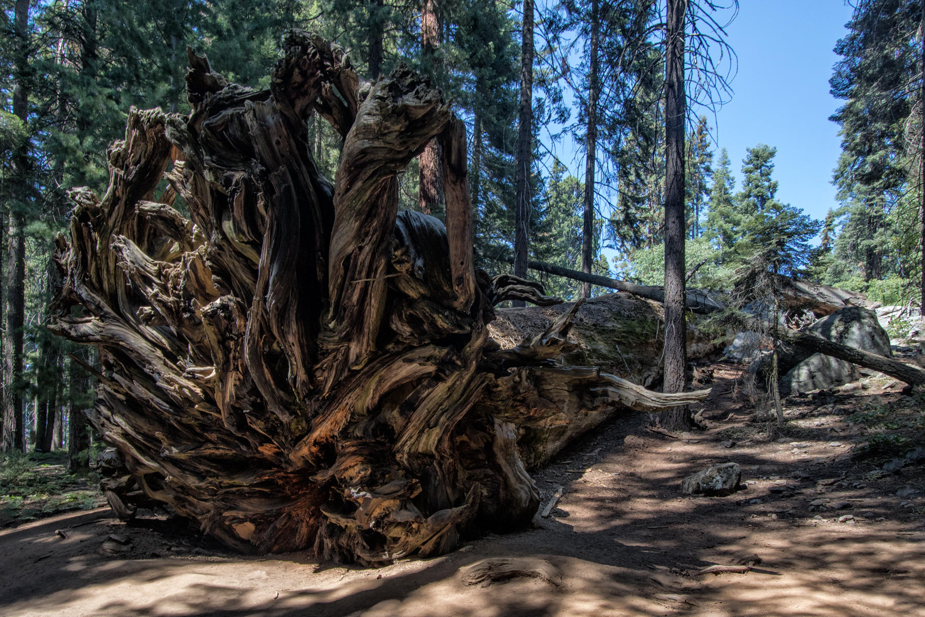 Buttress Tree 2287<br />Sequoia NP