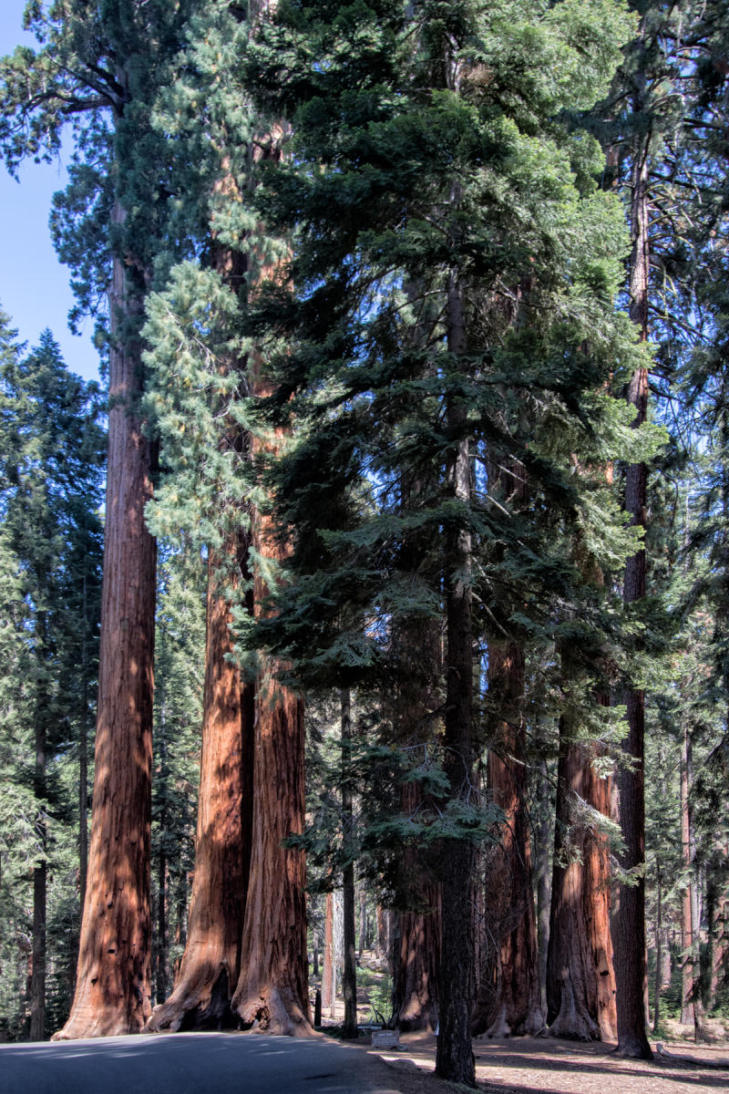 Parker Group 2291<br />Sequoia NP