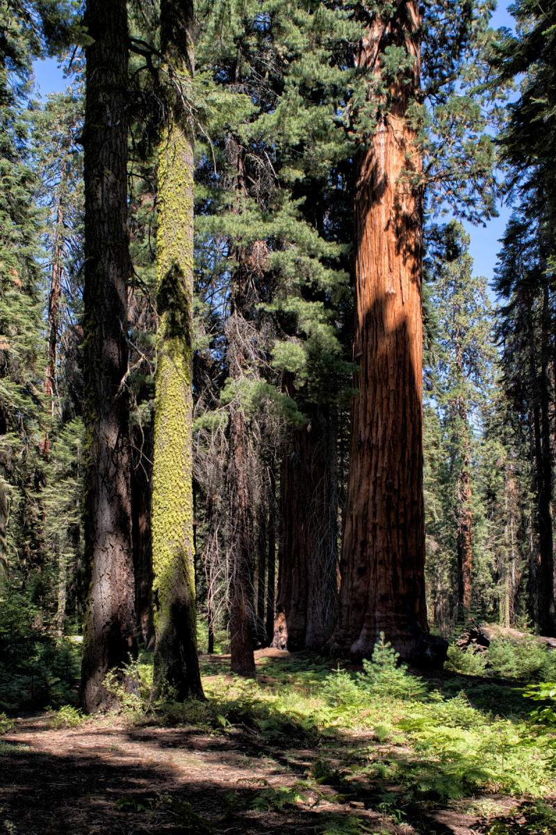 Giant Forest 2297<br />Sequoia NP