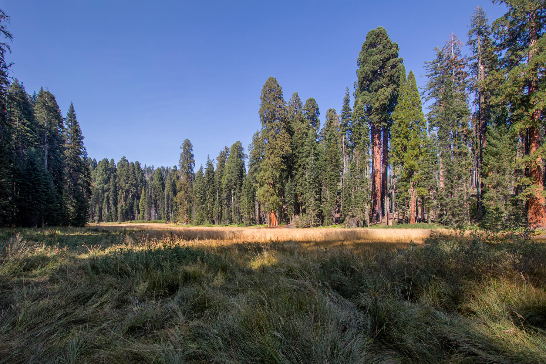 Crescent Meadow 2346<br />Sequoia NP