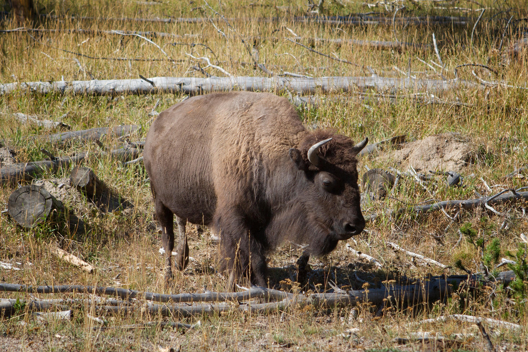 Bison 0408