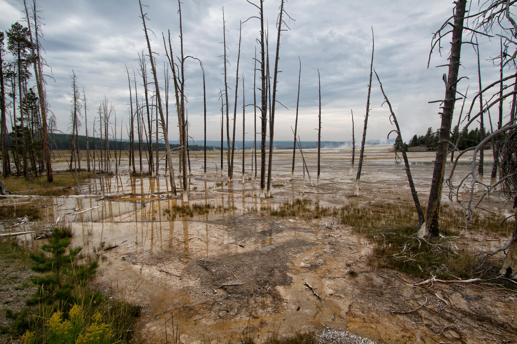 Midway Geyser Basin 0787