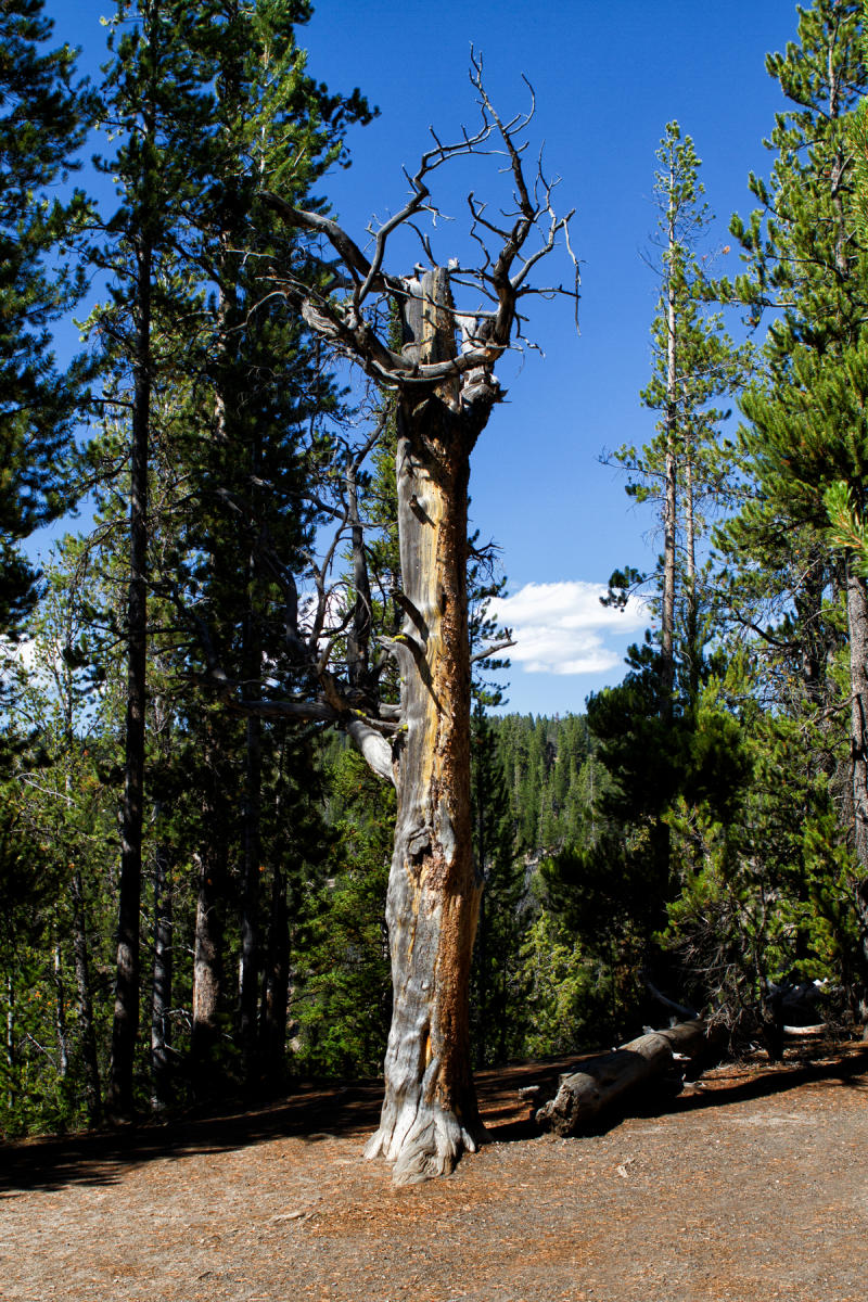 Upper Falls Trail Tree 0497