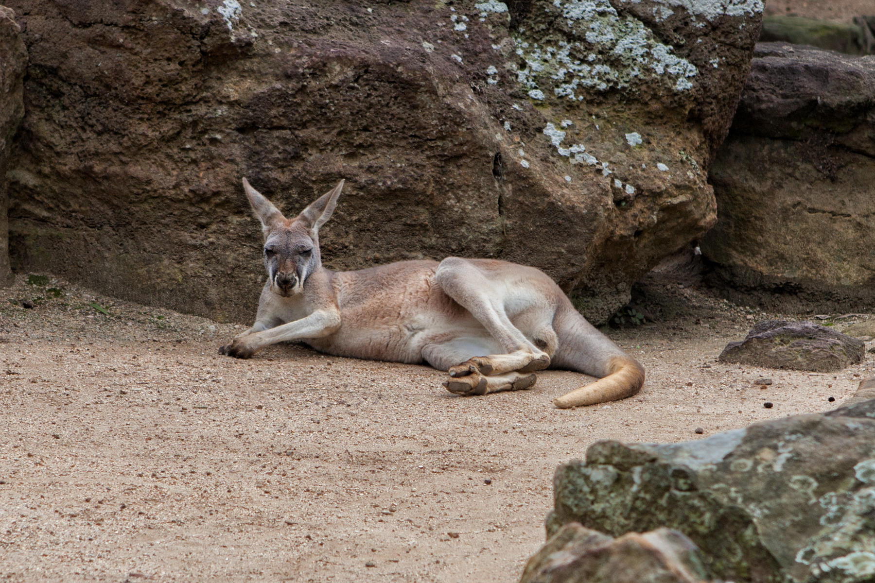 Sydney Zoo 0918