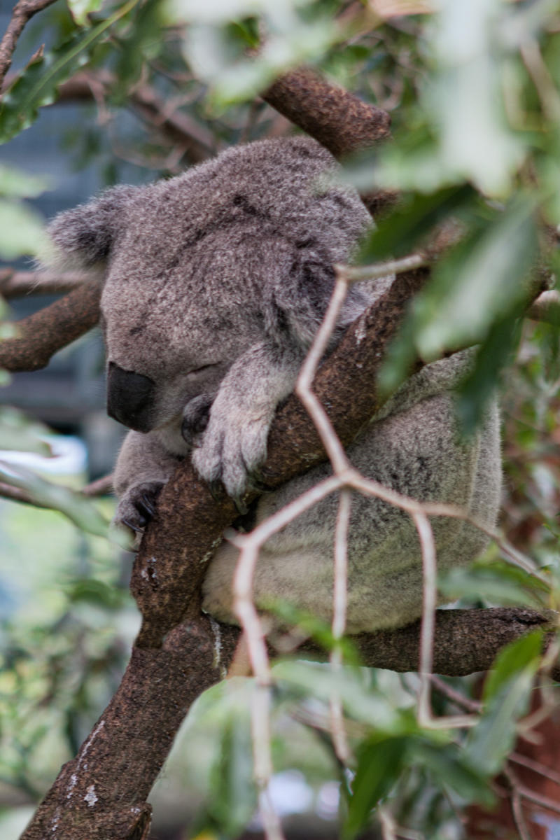 Sydney Zoo 0923