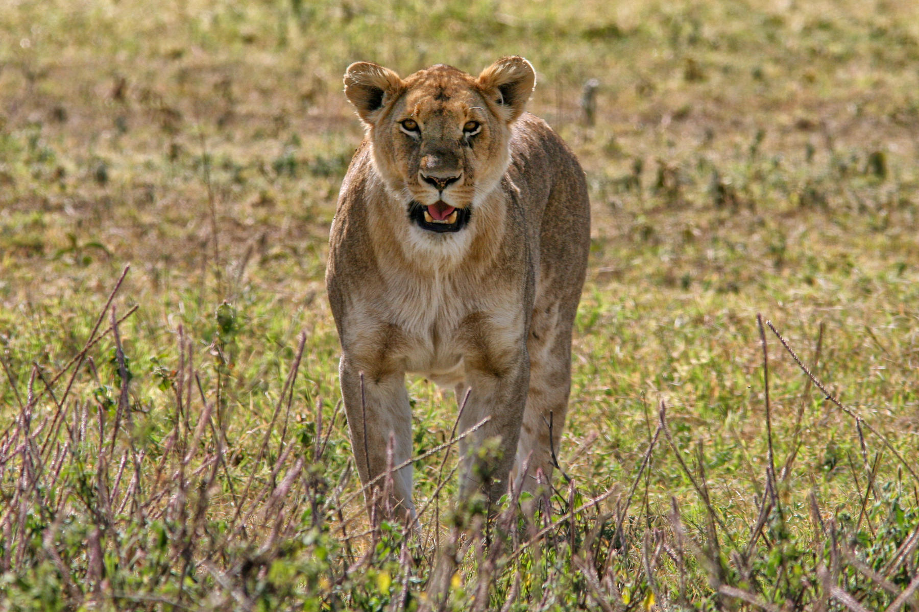 Lioness 0380