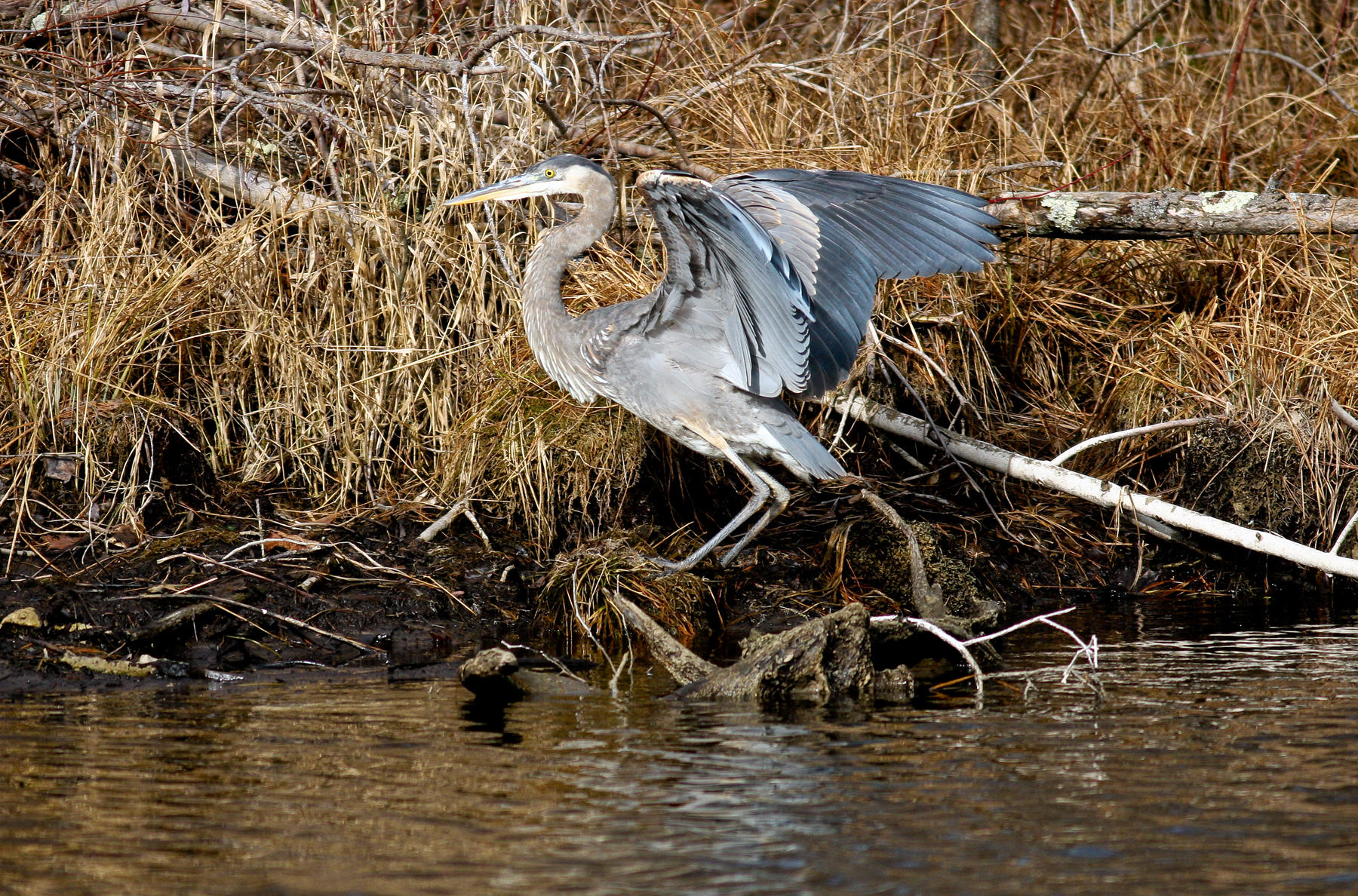 Heron<br />Vermont<br />0393