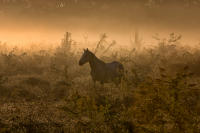 © Lawrence Lee. All Rights Reserved.