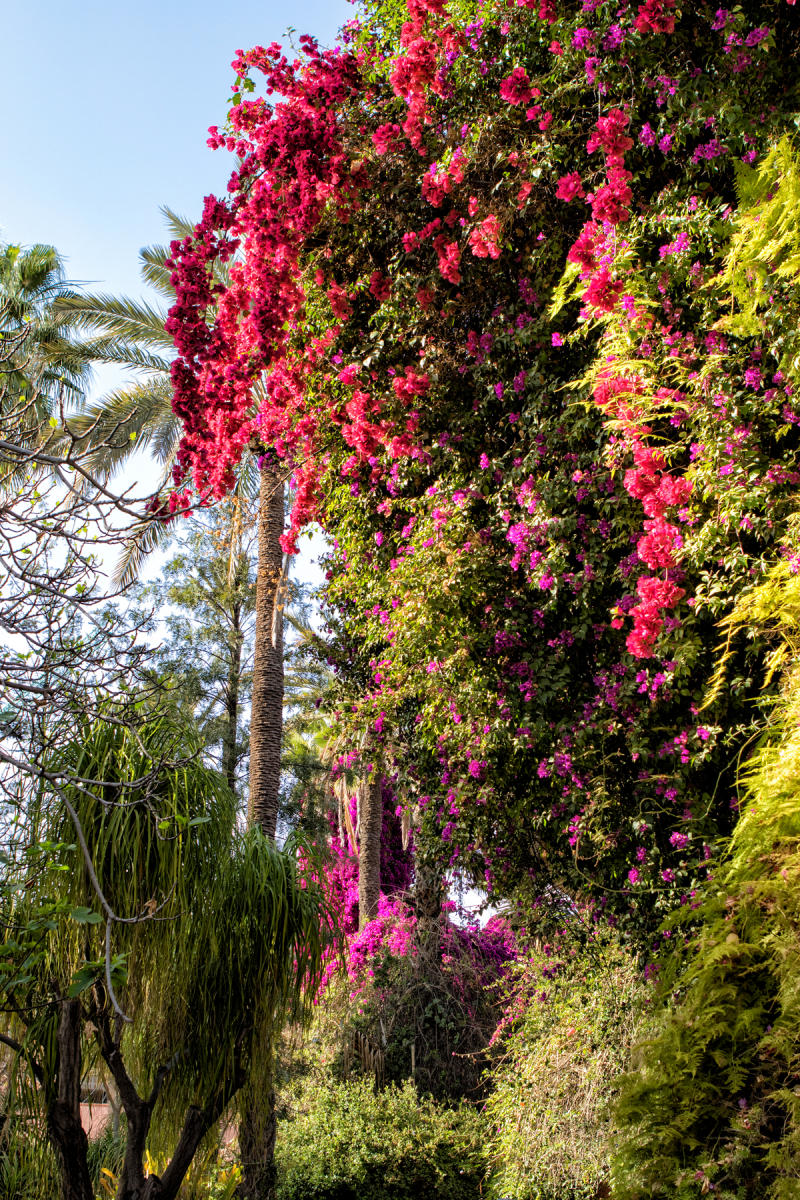 Majorelle Garden<br />Marrakech<br />0496