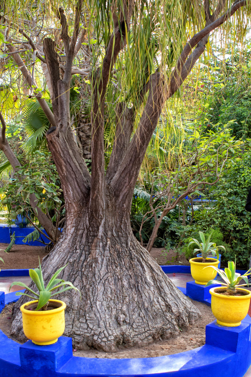 Majorelle Garden<br />Marrakech<br />0497