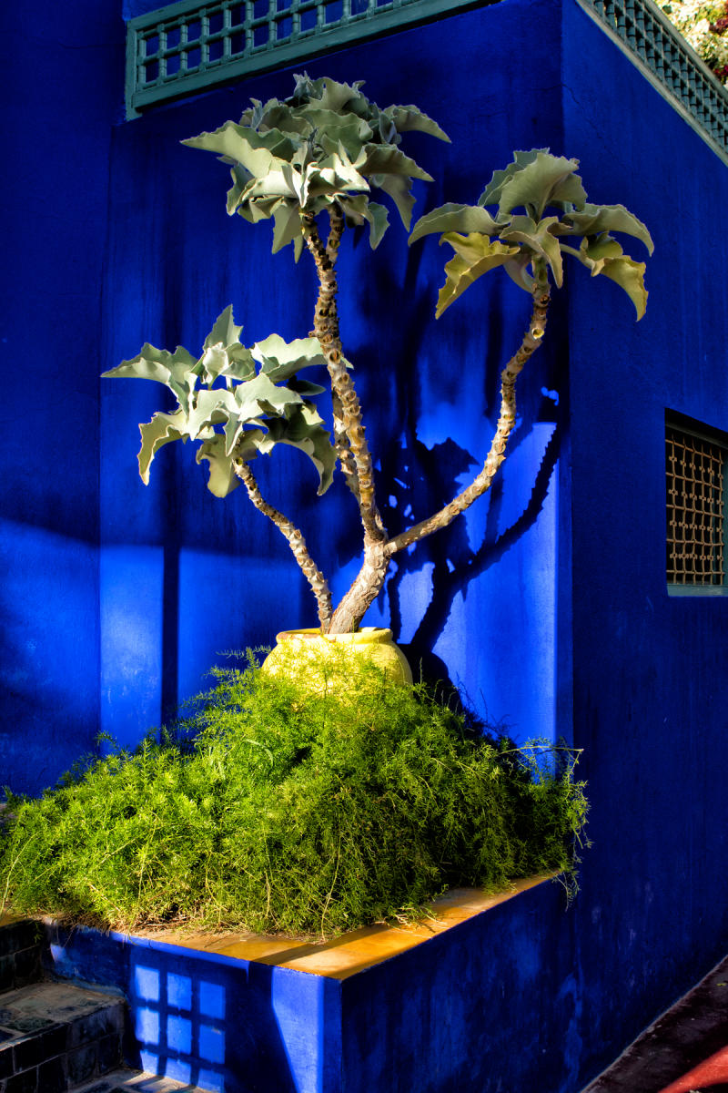 Majorelle Garden<br />Marrakech<br />0508