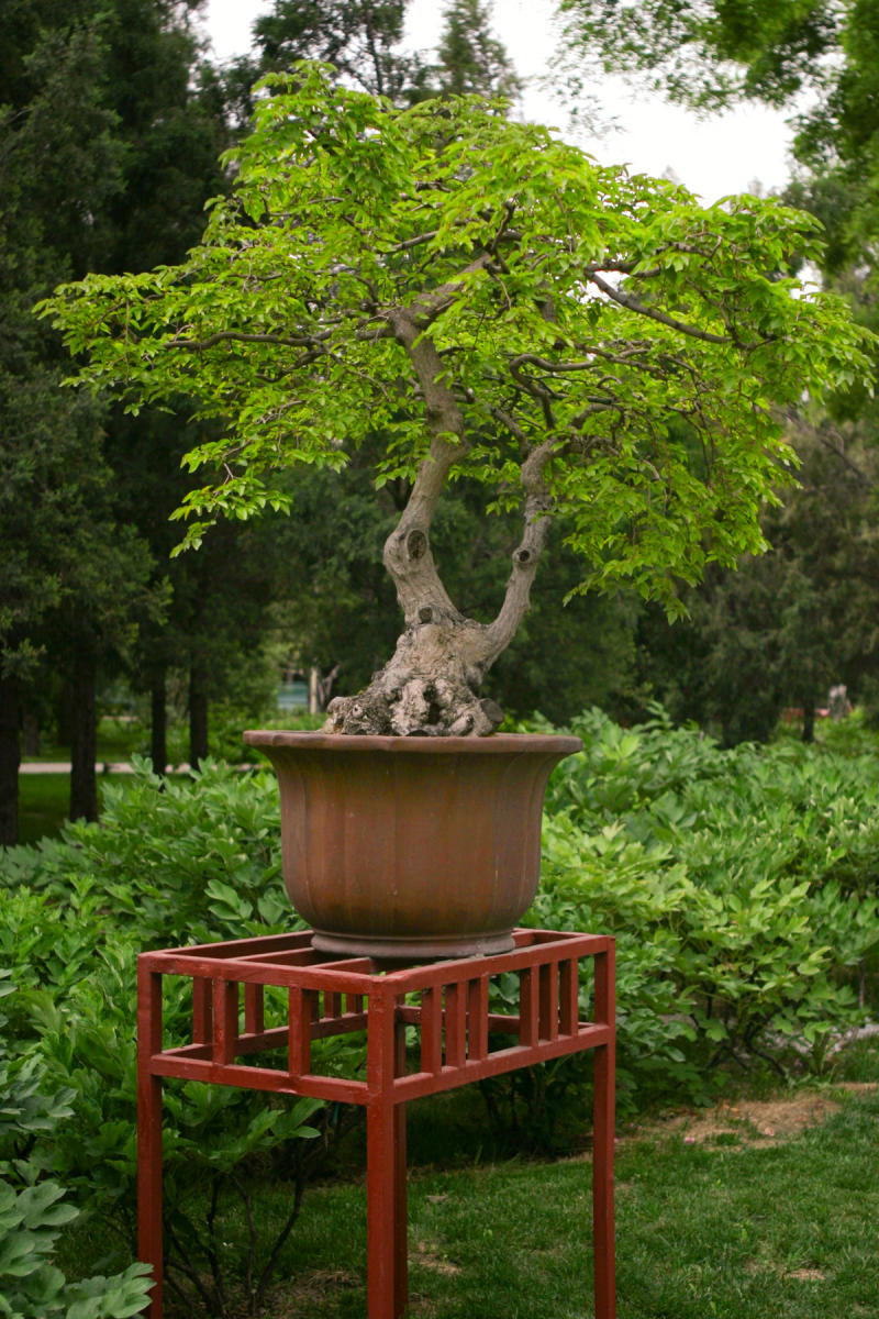 Beijing Jingshan Park<br />1404