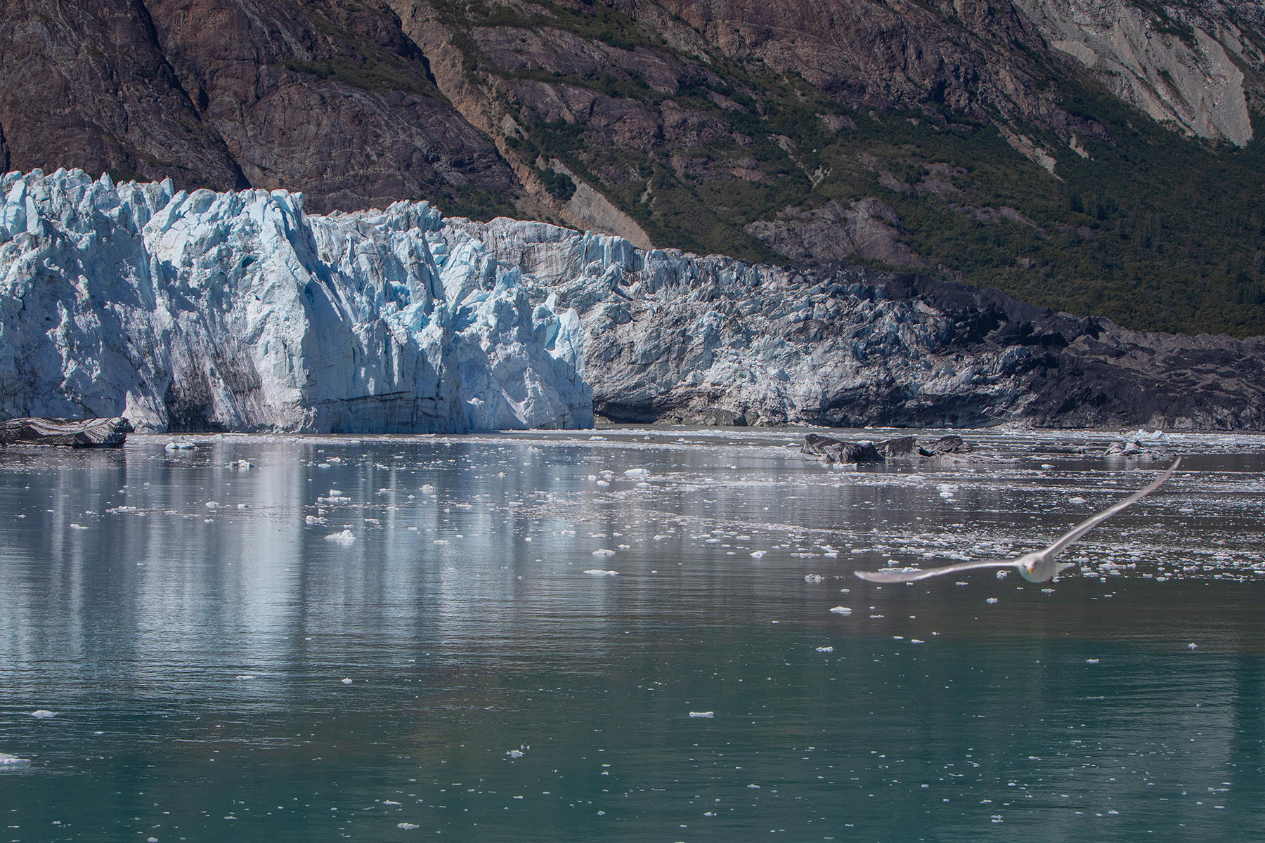 9718<br />Margerie Glacier<br />Glacier Bay