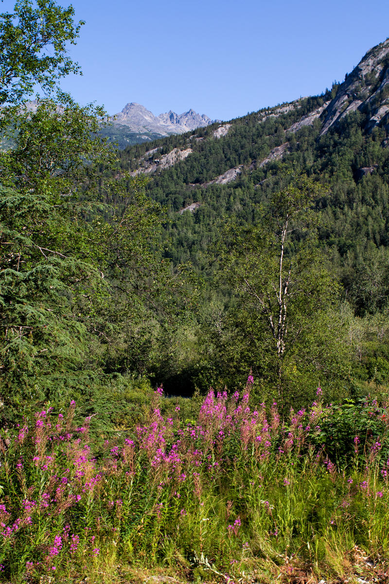 9909<br />view from White Pass & Yukon RR