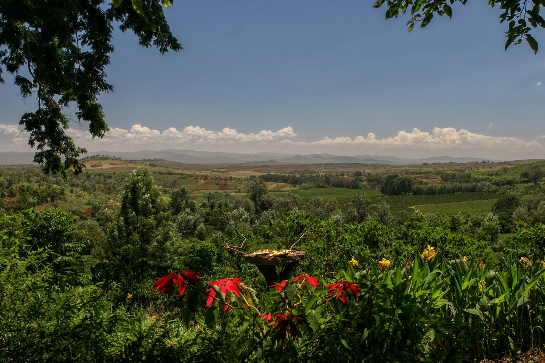 Gibb's Farm Tanzania<br />
9998