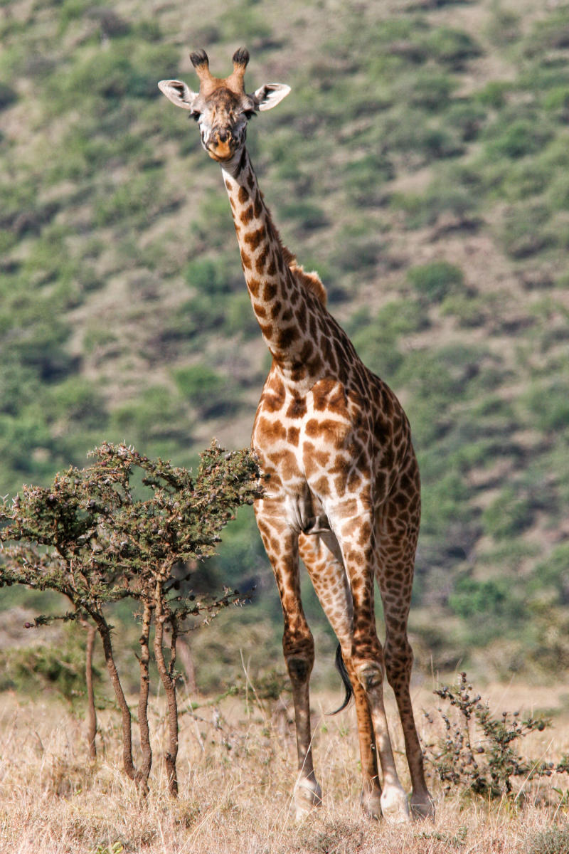 Giraffe<br />