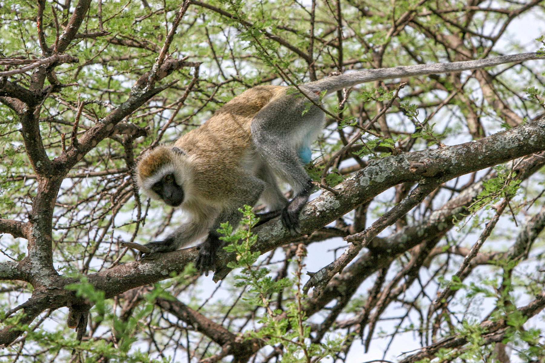 Vervet "blue-balled" monkey<br />9795