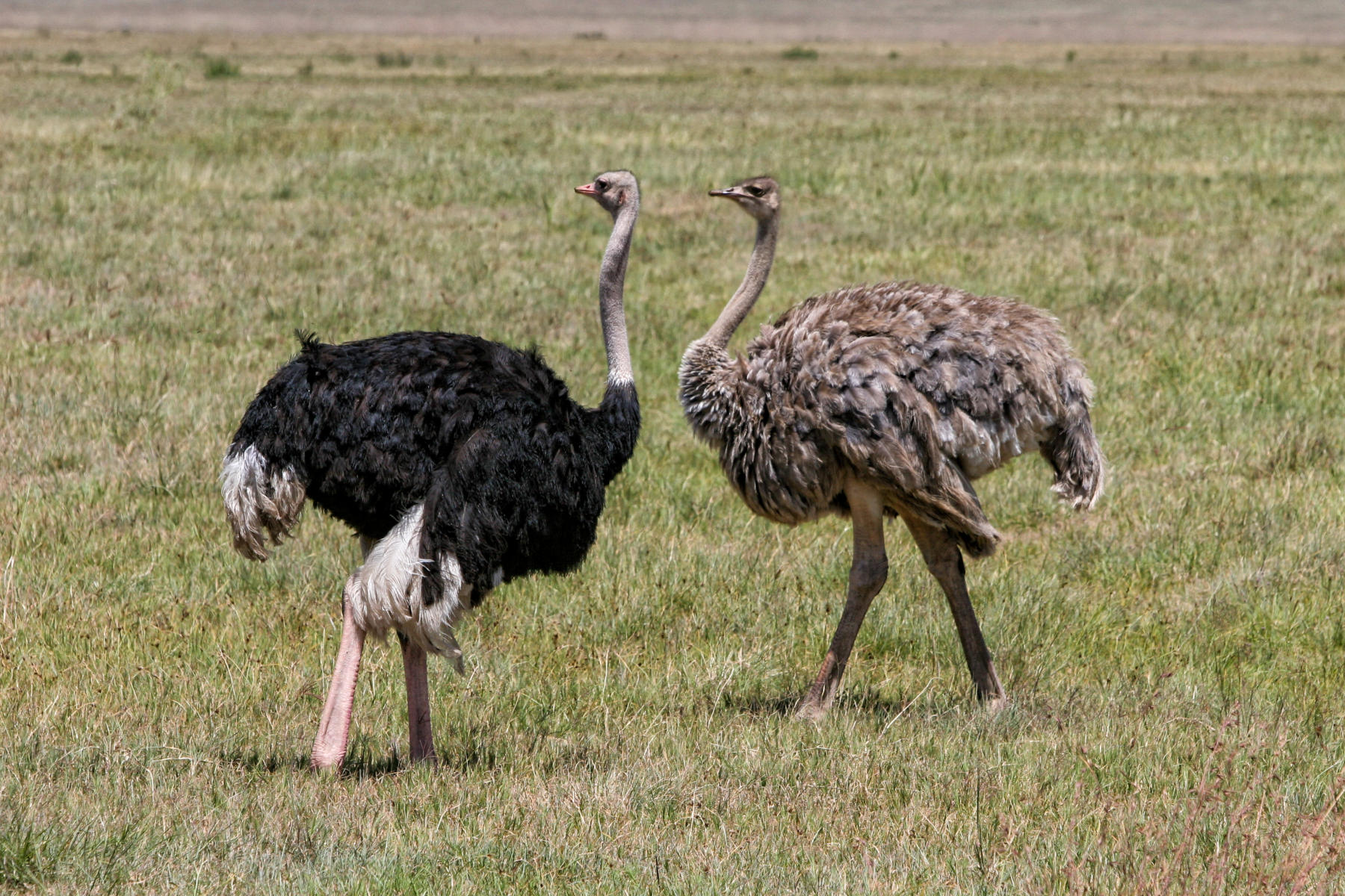 Ostrich<br />0522