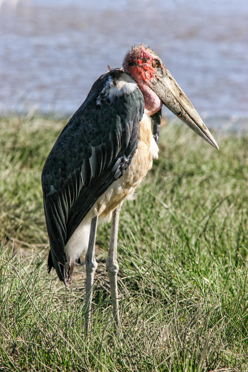 Marabou Stork<br />0116