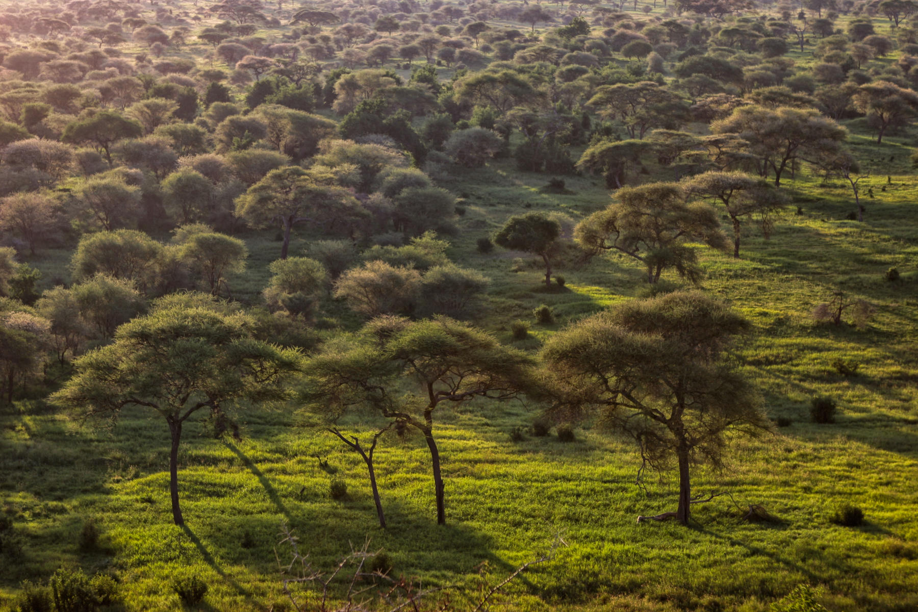 Tarangire National Park<br />9870