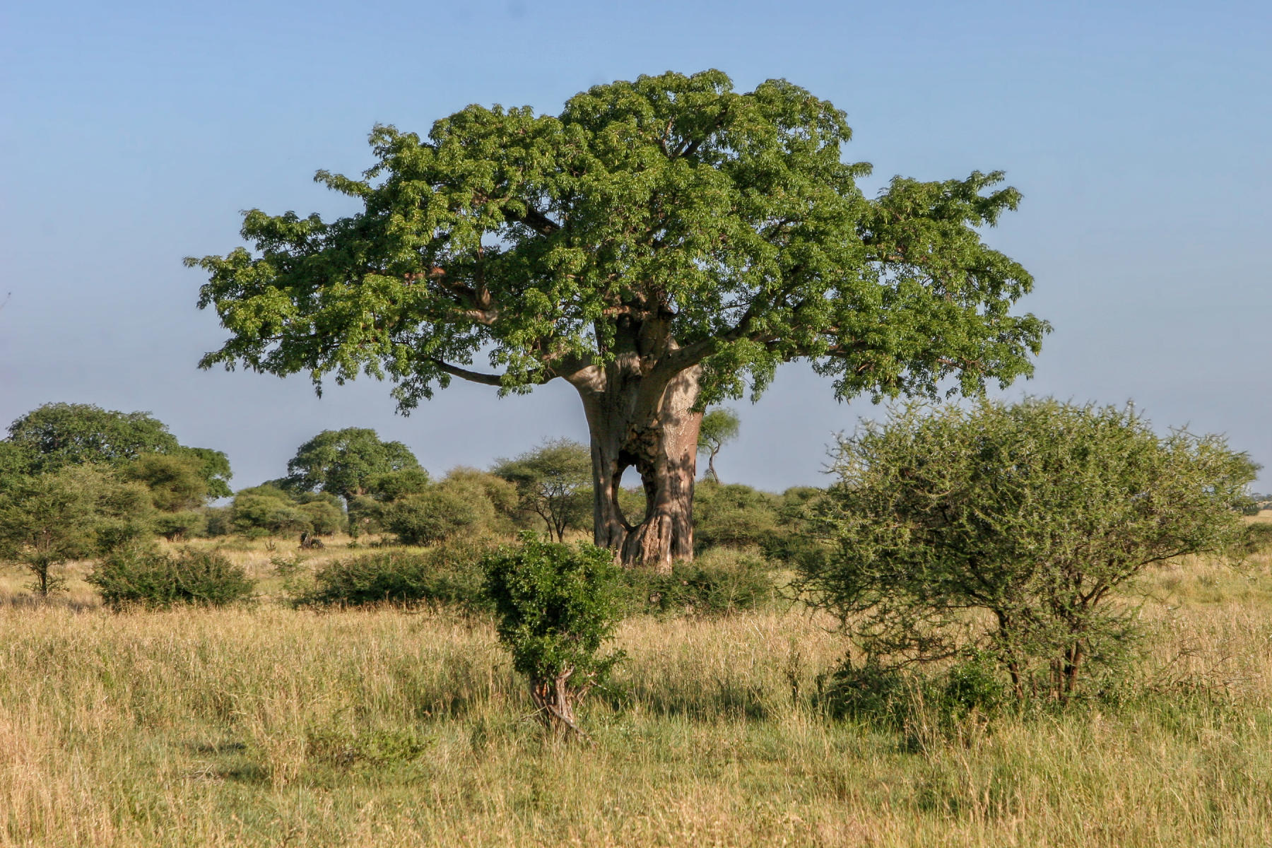 Tarangire National Park<br />9885