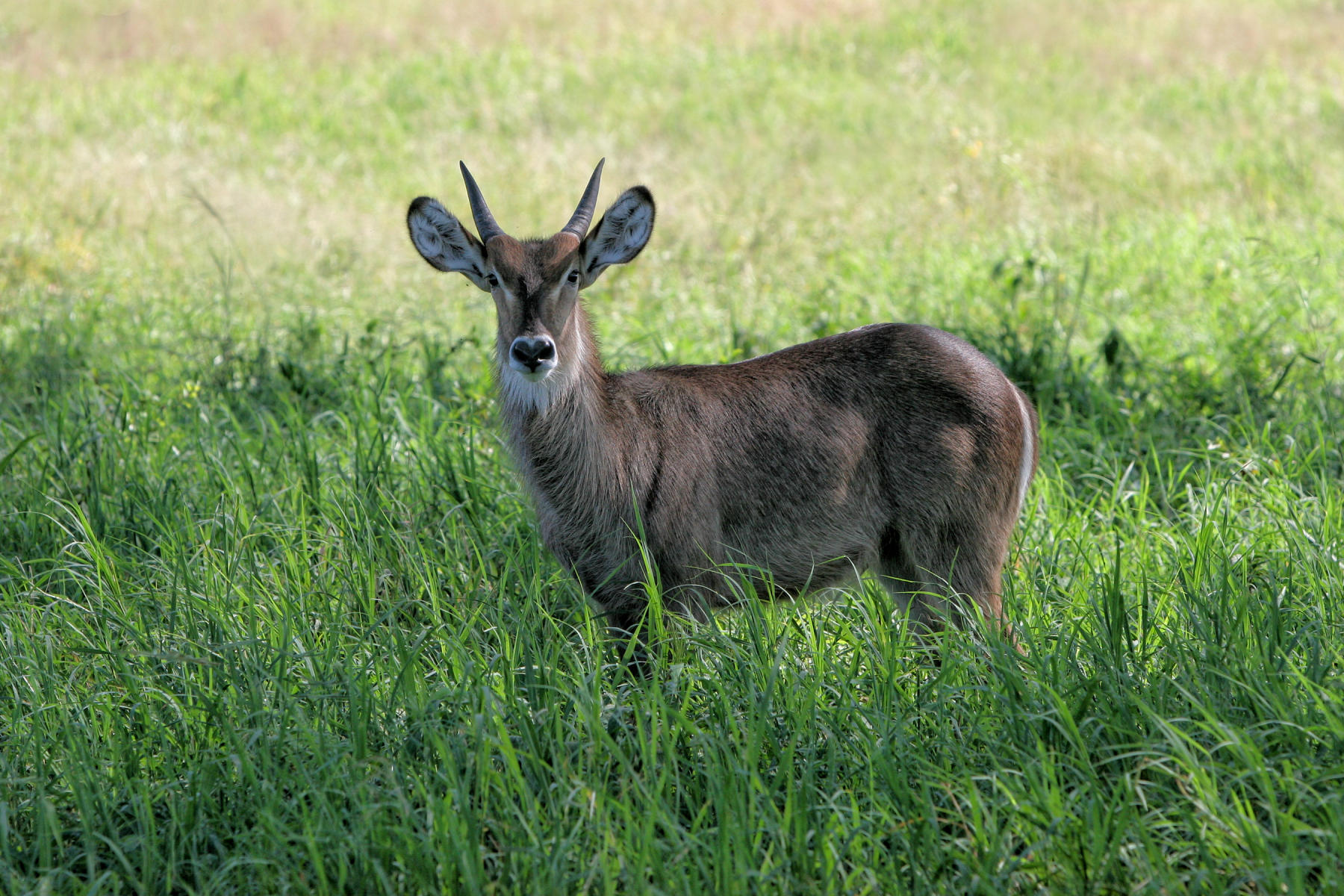 Waterbuck<br />9639