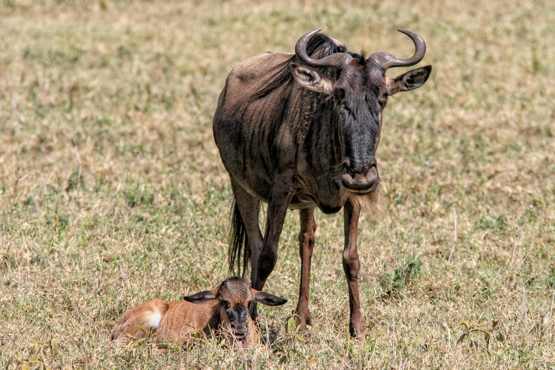 Wildebeest<br />0452